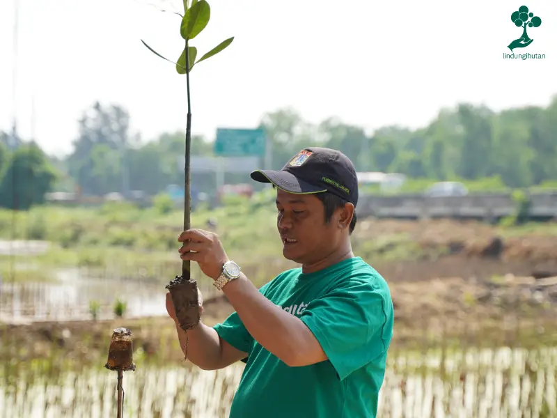 mitra petani penanaman mangrove bank bumi arta