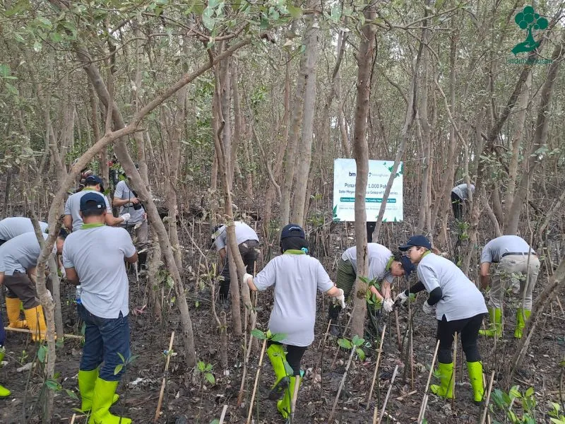penanaman-mangrove-di-hutan-mangrove-wonorejo-Surabaya