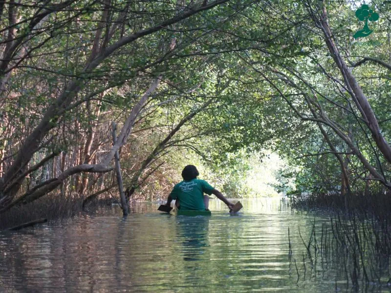 penanaman mangrove
