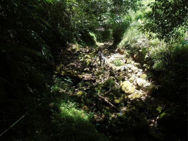 Kegiatan Konservasi Tumbuhan Endemik Gunung Ungaran, Jawa Tengah