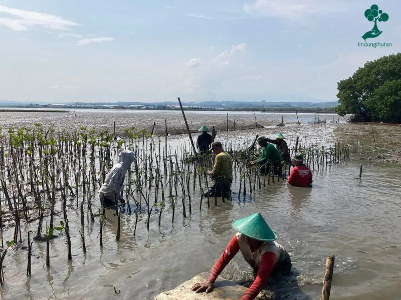 PT Tuban Petrochemicals Industries menanam 2.500 mangrove di Mangunharjo Semarang