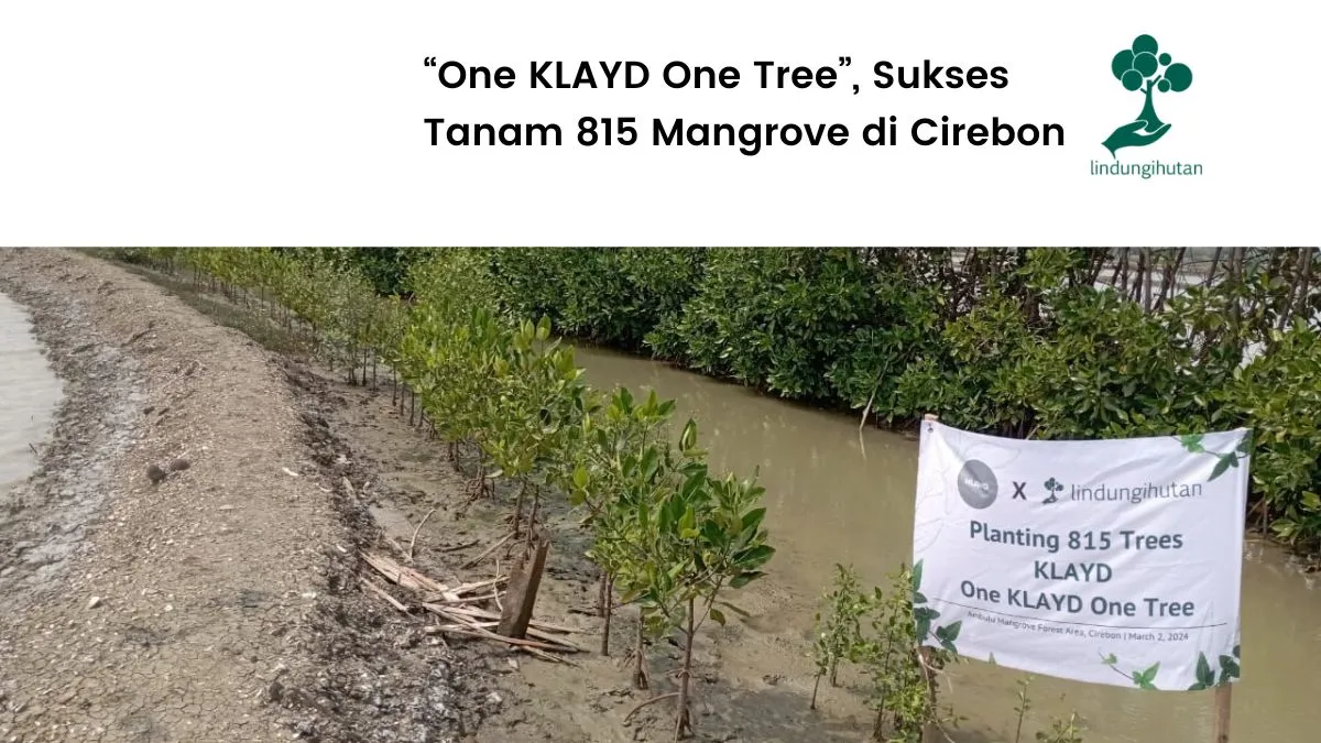 KLAYD menanam mangrove