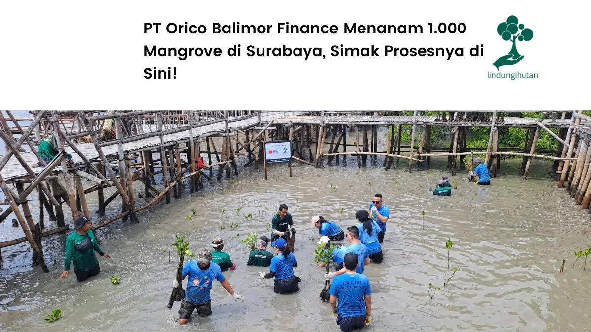 PT Orico Balimor Finance