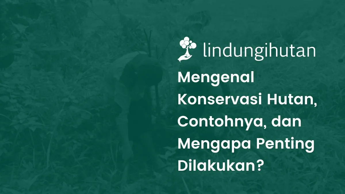 Konservasi hutan dan rehabilitasi