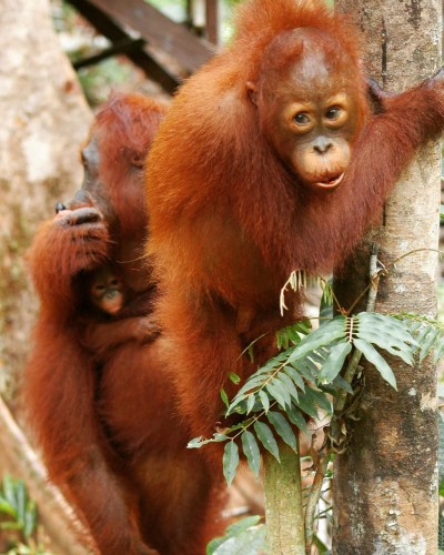 Bantu Pongo Ranger, Lindungi Orangutan Kalimantan
