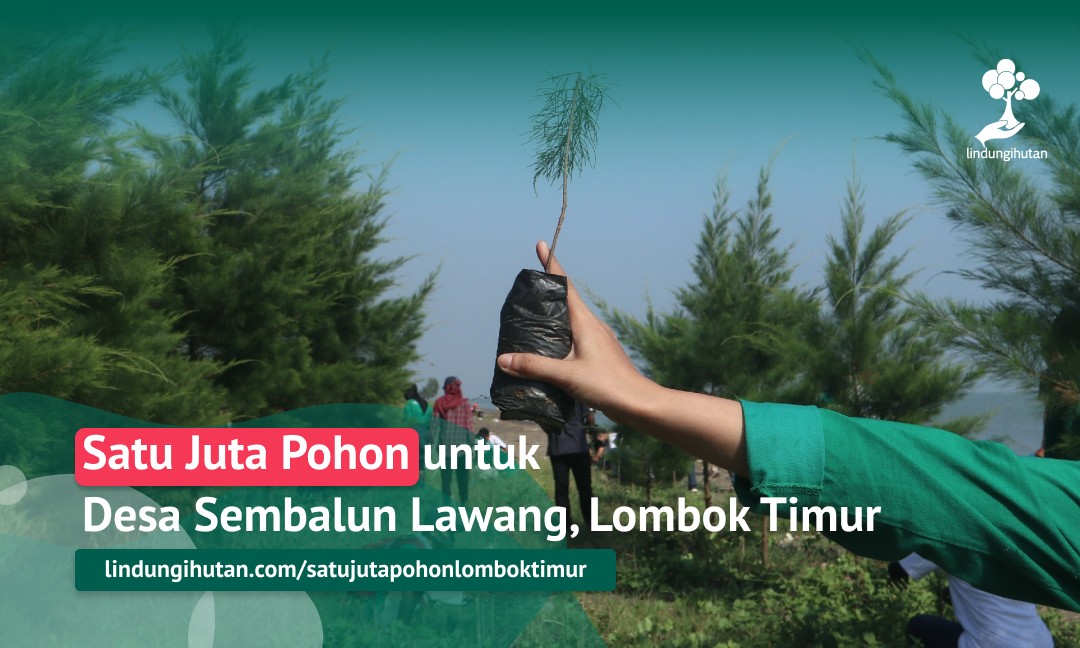 #LombokTimur : Satu Juta Pohon untuk Desa Sembalun Lawang
