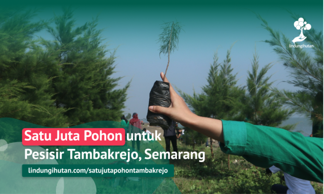 #Semarang : Satu Juta Pohon untuk Pesisir Tambakrejo