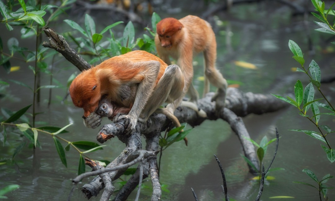 Gambar Kampanye