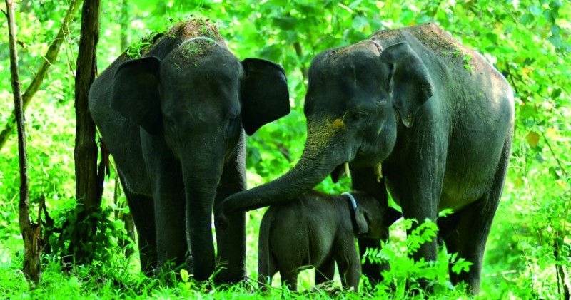 Penanaman di Habitat Gajah Sumatera