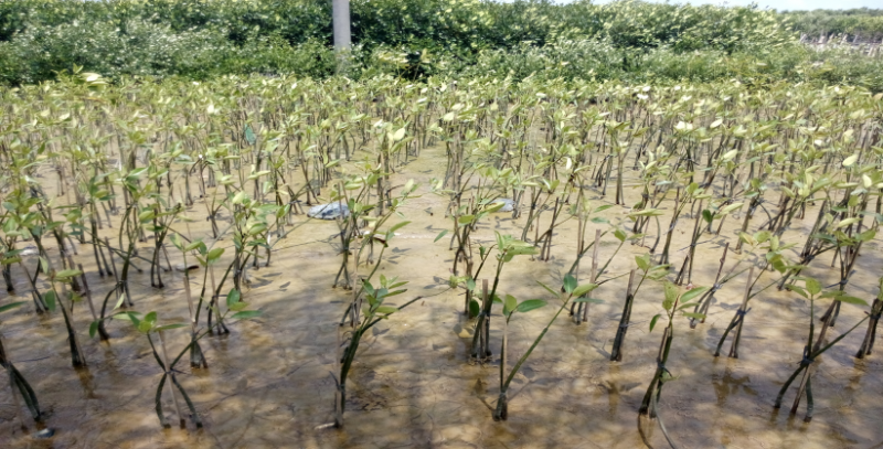 Update perkembangan pohon mangrove 20 April 2017 <a href=" https://goo.gl/Ha58oX" target="_blank"> https://goo.gl/Ha58oX </a>