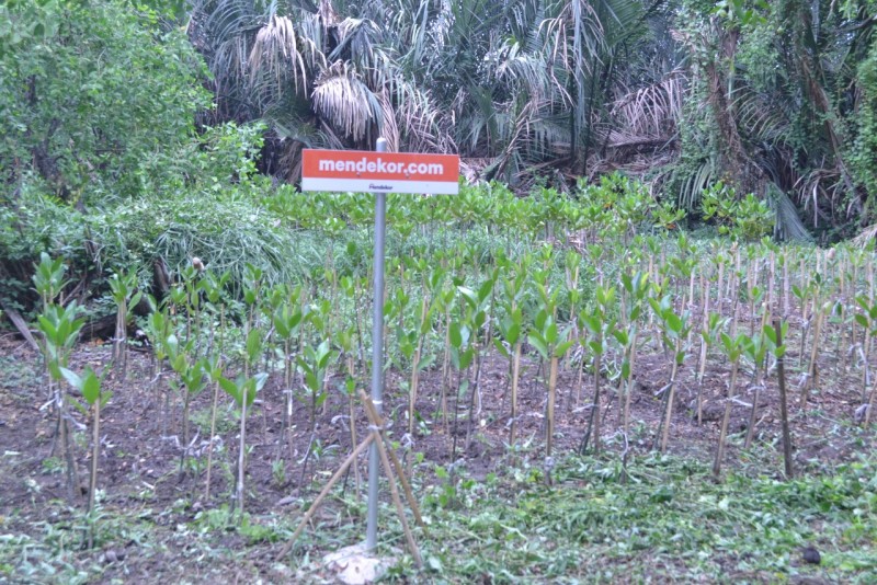 tanaman mangrove yang ditanam tumbuh dengan baik meskipun di lokasi tanah yang kering, sedangkan mangrove sendiri membutuhkan pasokan air yang cukup banyak