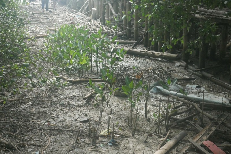 banyak tanaman yang mengalami kematian karena adanya gelombang serta angin yang cukup kuat dibulan januari sehingga mangrove yang ditanam terkena dampak abrasi dan hanya tersisa 44 batang mangrove saja