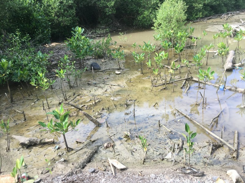 setengah dari pohon mangrove yang sudah ditanam masih bisa bertahan hidup setelah beberapa kali diterjang abrasi dan arus air yang cukup kuat karena penanaman di bekas jalur sungai