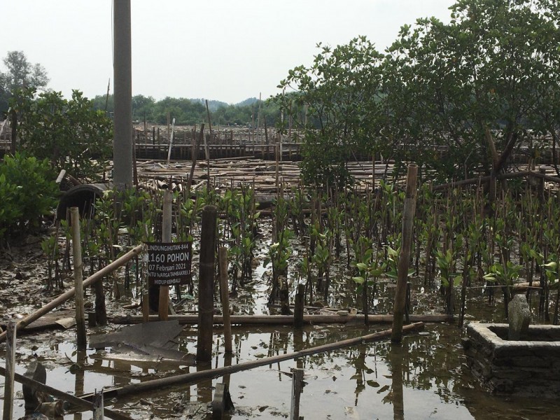 Mangrove yang ditanam masih menyesuiakan dengan kondisi lingkungannya