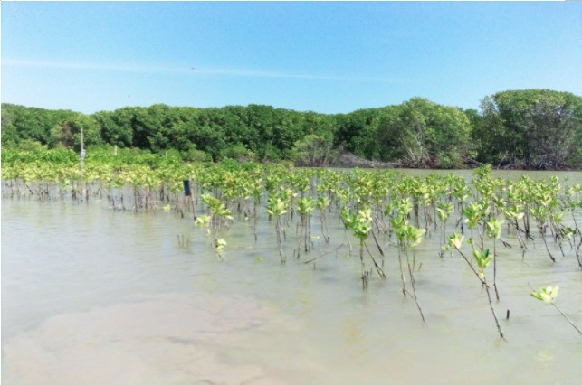 Pohon Tumbuh dengan baik, hampir setengah ada yang mti, namun untuk mangrove sangat baik