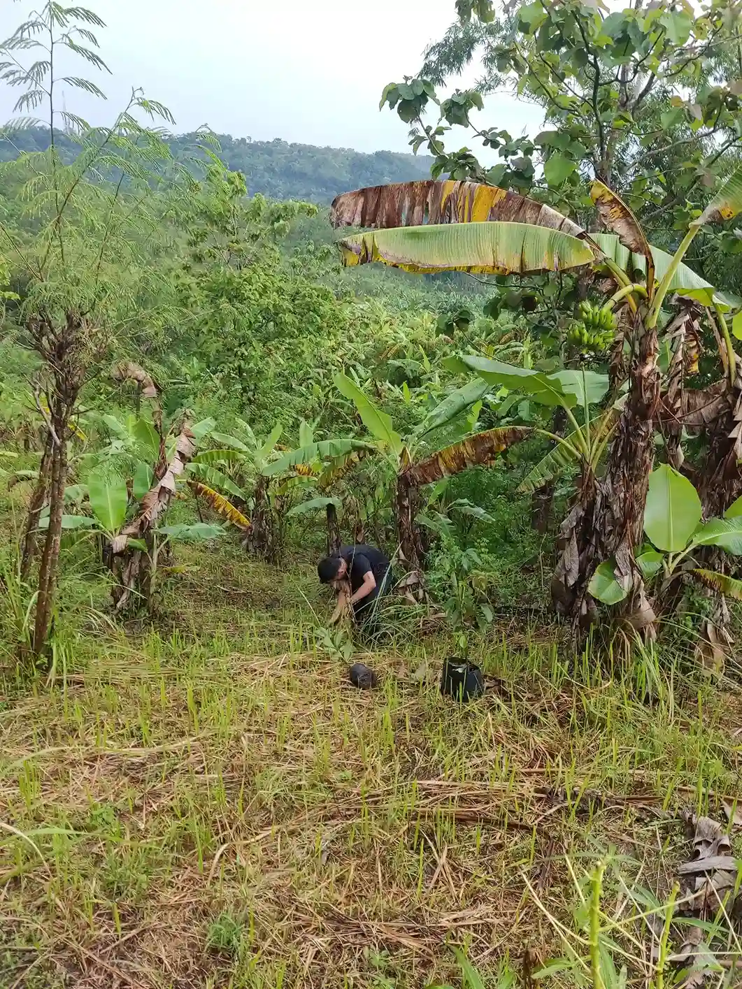 Hutan Desa Jabungan, Kota Semarang