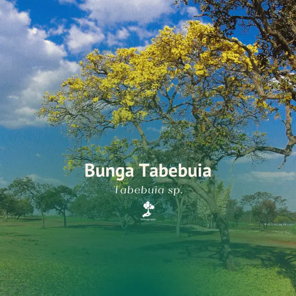 Tabebuia/Caribbean Trumpet Tree (Tabebuia sp.)
