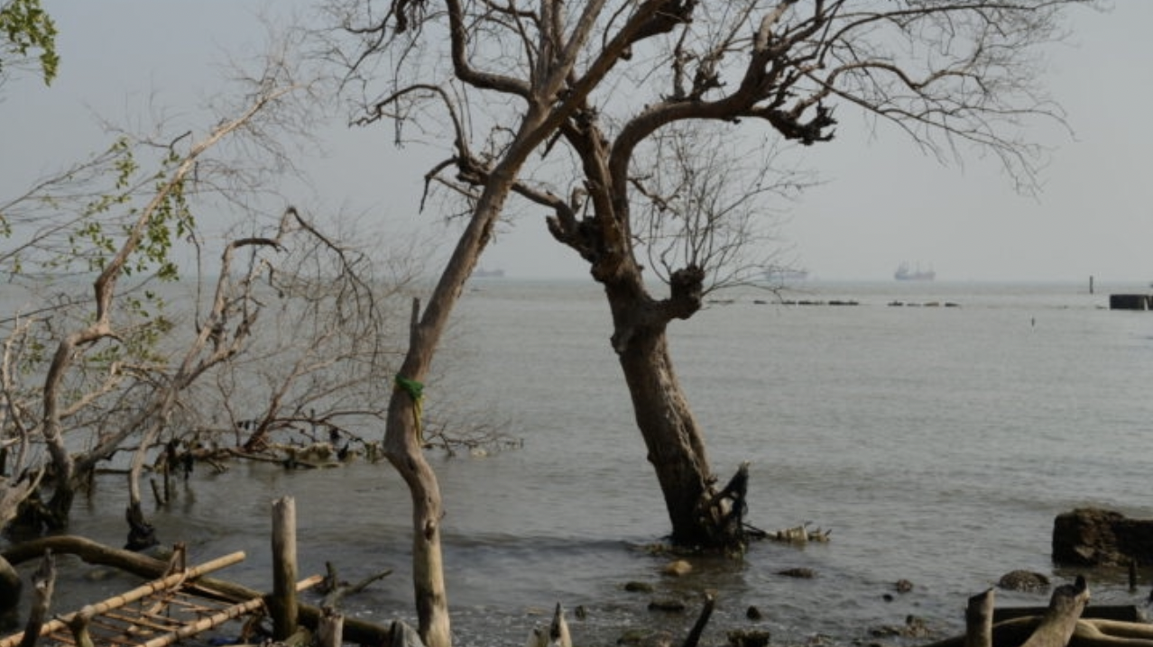 Tanaman mangrove yang terus menyusut luasannya karena rusak terkena ombak dan abrasi serta sengaja ditebang di kawasan Pantai Mangunharjo, Kecamatan Tugu, Kota Semarang, Jawa Tengah, Selasa (8/10/2019). Ekosistem mangrove di kawasan tersebut terus menyusut karena faktor kerusakan yang disebabkan alam dan manusia.