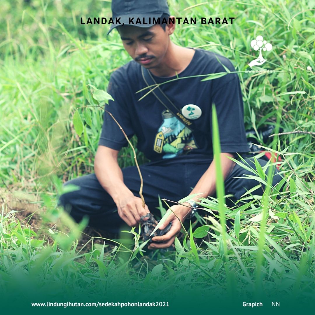 Foto salah satu relawan LindungiHutan Landak sedang menanam pohon di daerah penghijauan.
