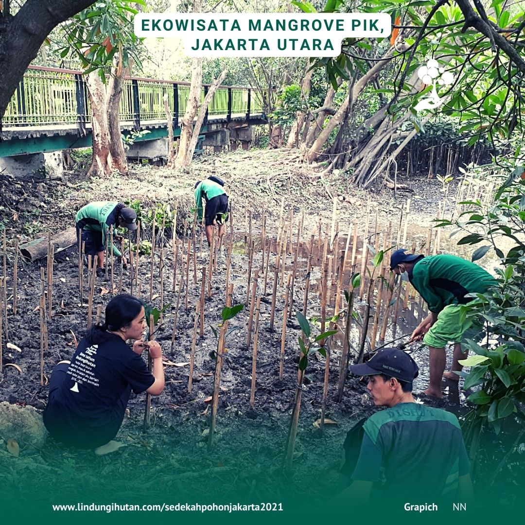 Perwakilan LindungiHutan dan mitra penghijauan di Ekowisata Mangrove PIK, Jakarta Utara menanam pohon mangrove hasil donasi online pada Sedekah Pohon tahun 2021.