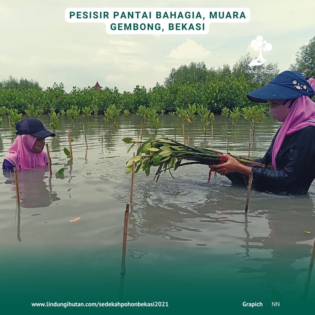 Mitra penghijauan lapangan LindungiHutan sedang menanam mangrove pada acara sedakah pohon bekasi tahun 2021 hasil donasi online.