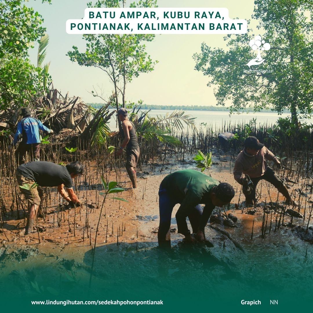 Mitra penghijauan lapangan LindungiHutan menanam pohon mangrove di hutan desa batu ampar, batu ampar, kubu raya, kalimantan barat.