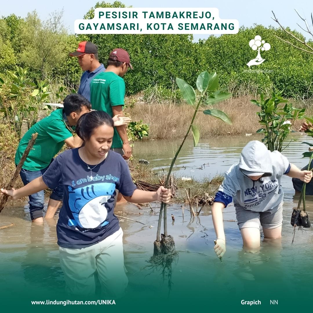 Mahasiswa UNIKA dan tim LindungiHutan dalam acara penanaman pohon mangrove di Semarang.