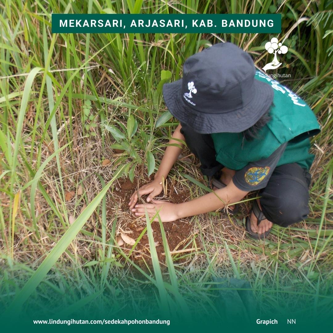 Mitra petani LindungiHutan menanam bibit jambu air di Bandung untuk mencegah erosi dan tanah longsor.