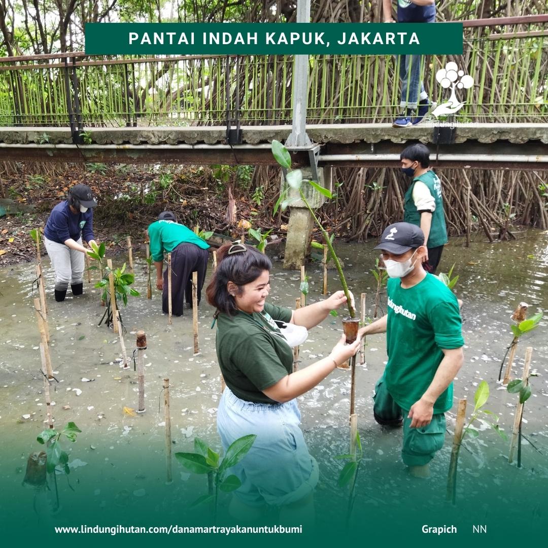Kegiatan penanaman pohon di ekowisata hutan mangrove PIK Jakarta oleh LindungiHutan dan Danamart.