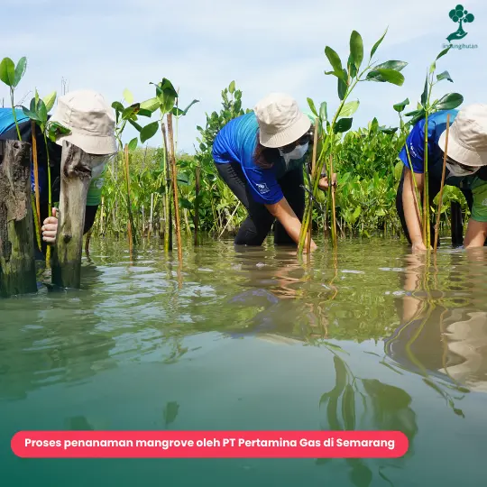 Penanaman pohon mangrove CSR Pertamina Gas