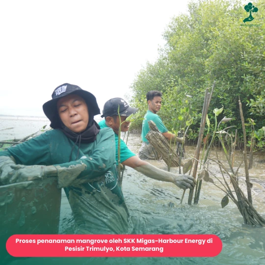 Penanaman Mangrove Harbour Energy di Pesisir Trimulyo, Kota Semarang