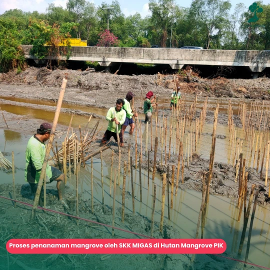 SKK MIGAS menanam 10.000 mangrove di Kawasan Ekowisata Mangrove PIK