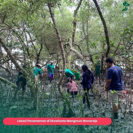 Ekowisata mangrove wonorejo