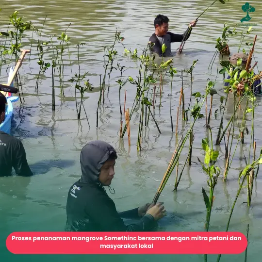 Proses penanaman mangrove somethinc
