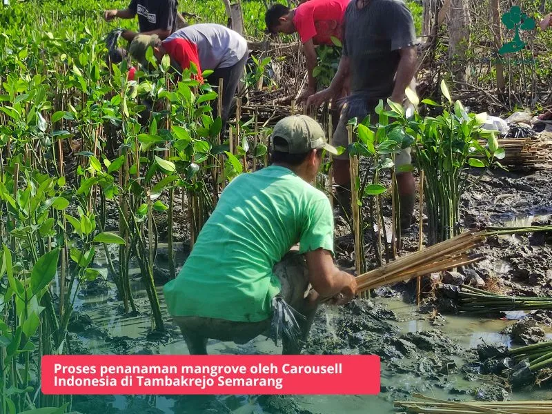 Gambar penanaman mangrove