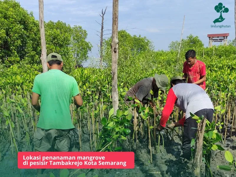 Gambar Tambakrejo Semarang