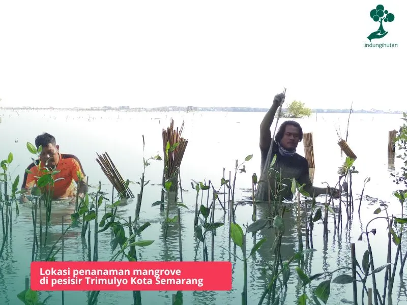 Trimulyo Genuk Semarang
