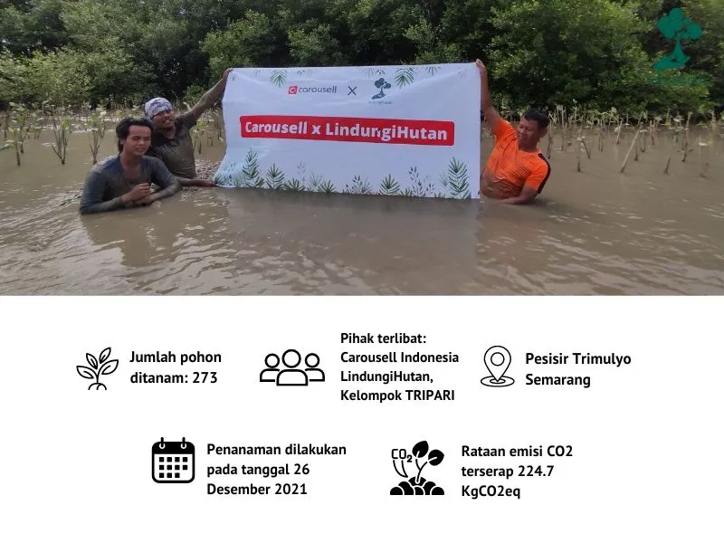 Penanaman mangrove Carousell