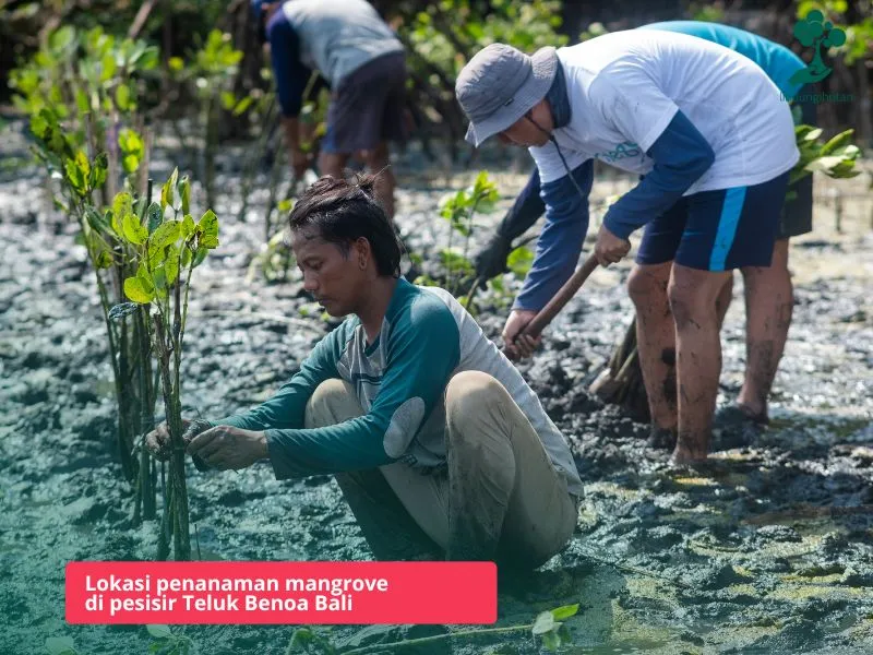 Penanaman mangrove di Teluk Benoa Bali