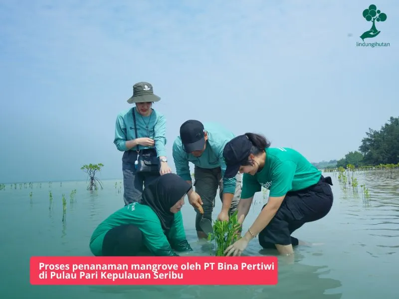 PT Bina Pertiwi menanam mangrove di Pulau Pari Kepulauan Seribu