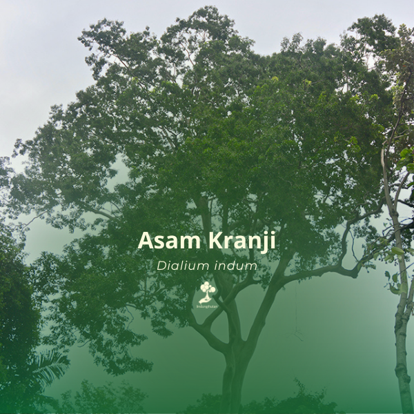 Asam kranji