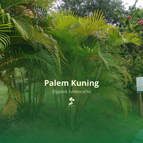 Palem kuning