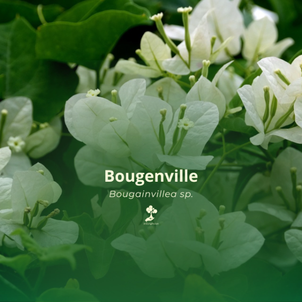 Bougenville