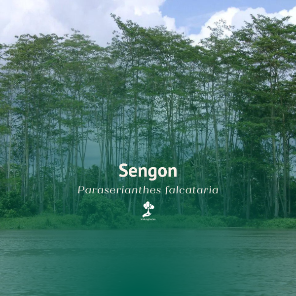 Sengon