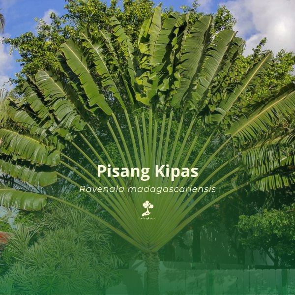 Pisang Kipas