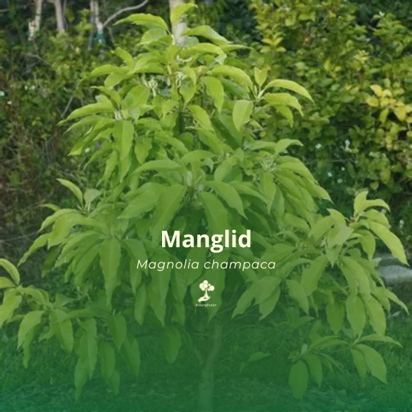 Manglid