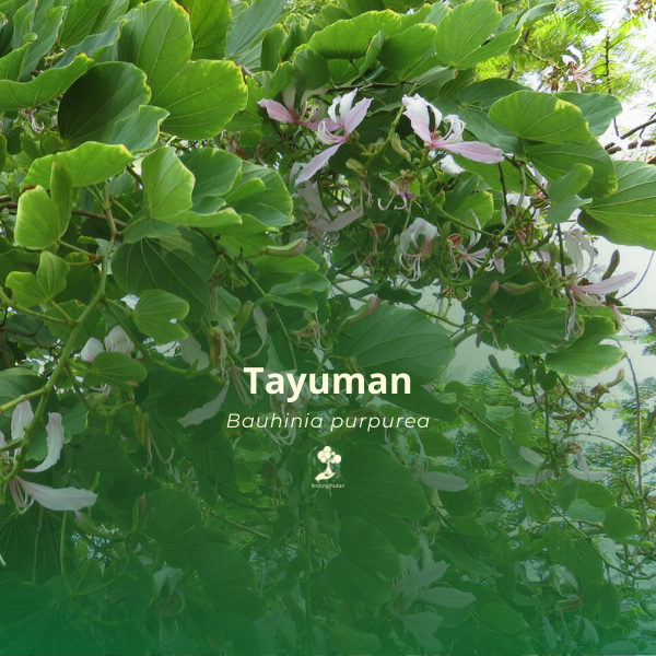 Tayuman