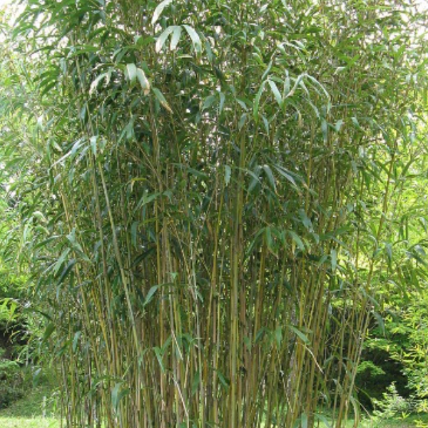 Bambu Jepang