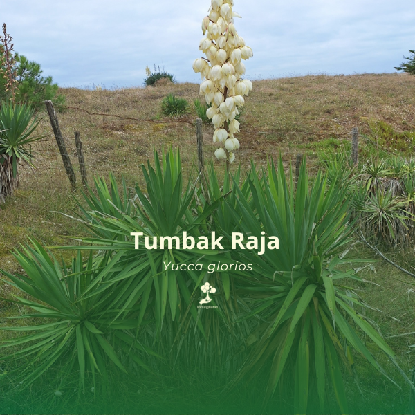Tumbak Raja