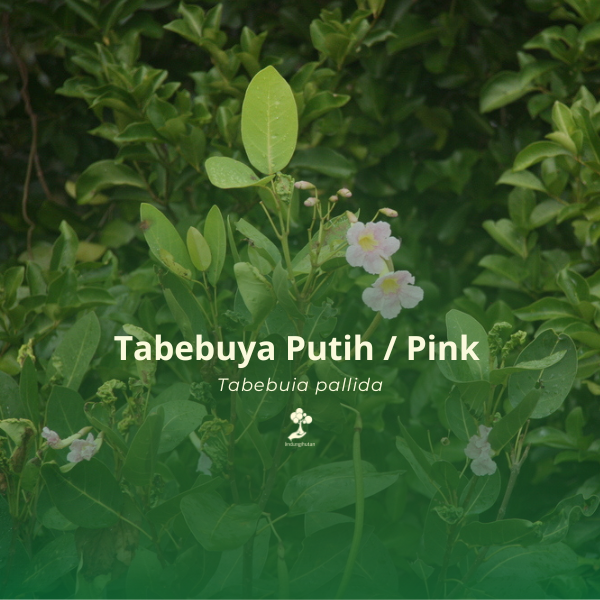Tabebuia Putih / Pink